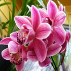 Orchid Flower Wallpaper Zeichen