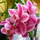 Papel pintado de flores de orquídeas icono