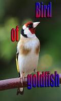 Bird of goldfish Affiche