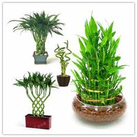 Ideas of ornamental plants Affiche