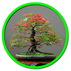 Ornamental Trees 图标