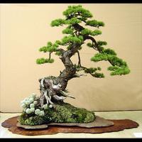 Ornamental Trees 截图 3