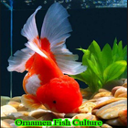Ornamen Fish Culture icône