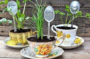 Plantas DIY Cartaz
