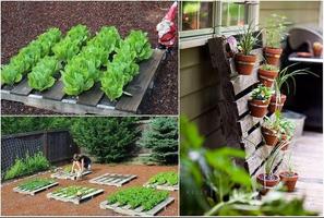Plantas DIY imagem de tela 2