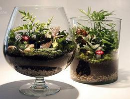 Plantas DIY imagem de tela 3