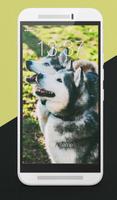 Hasky Dog Furry Puppies Husky Adorable Lock Screen Affiche