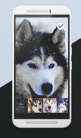 Hasky Dog Furry Puppies Husky Adorable Lock Screen screenshot 2