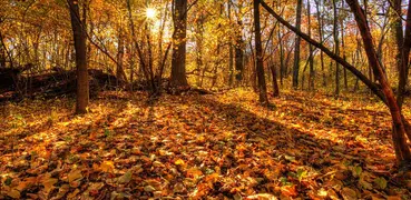 Bosque del otoño Fondo Animado
