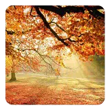 Apkfabでのdynamic Live Wallpapersのandroidゲームアプリ