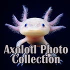 Axolotl Photo Collection icône