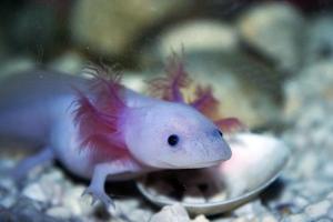 Axolotl Photo Collection Affiche