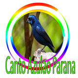 Azulão Canto Paraná Puro icône