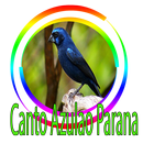 Azulão Canto Paraná Puro APK