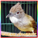 Kicauan Burung Cucak Jenggot APK