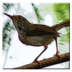 Kicau Burung Prenjak Betina APK