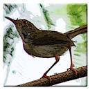 Kicau Burung Prenjak Betina APK