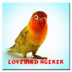 Lovebird Ngekek Panjang APK