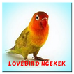 Lovebird Ngekek Panjang