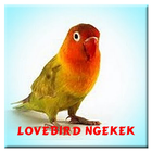 Lovebird Ngekek Panjang ikona