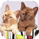 Милые Кошки Живые Обои Приложения APK