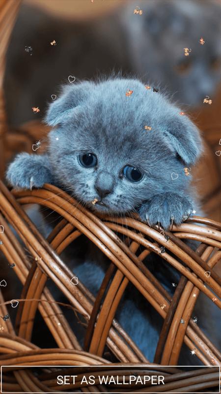 Cute Cats Live Wallpaper App For Android Apk Download