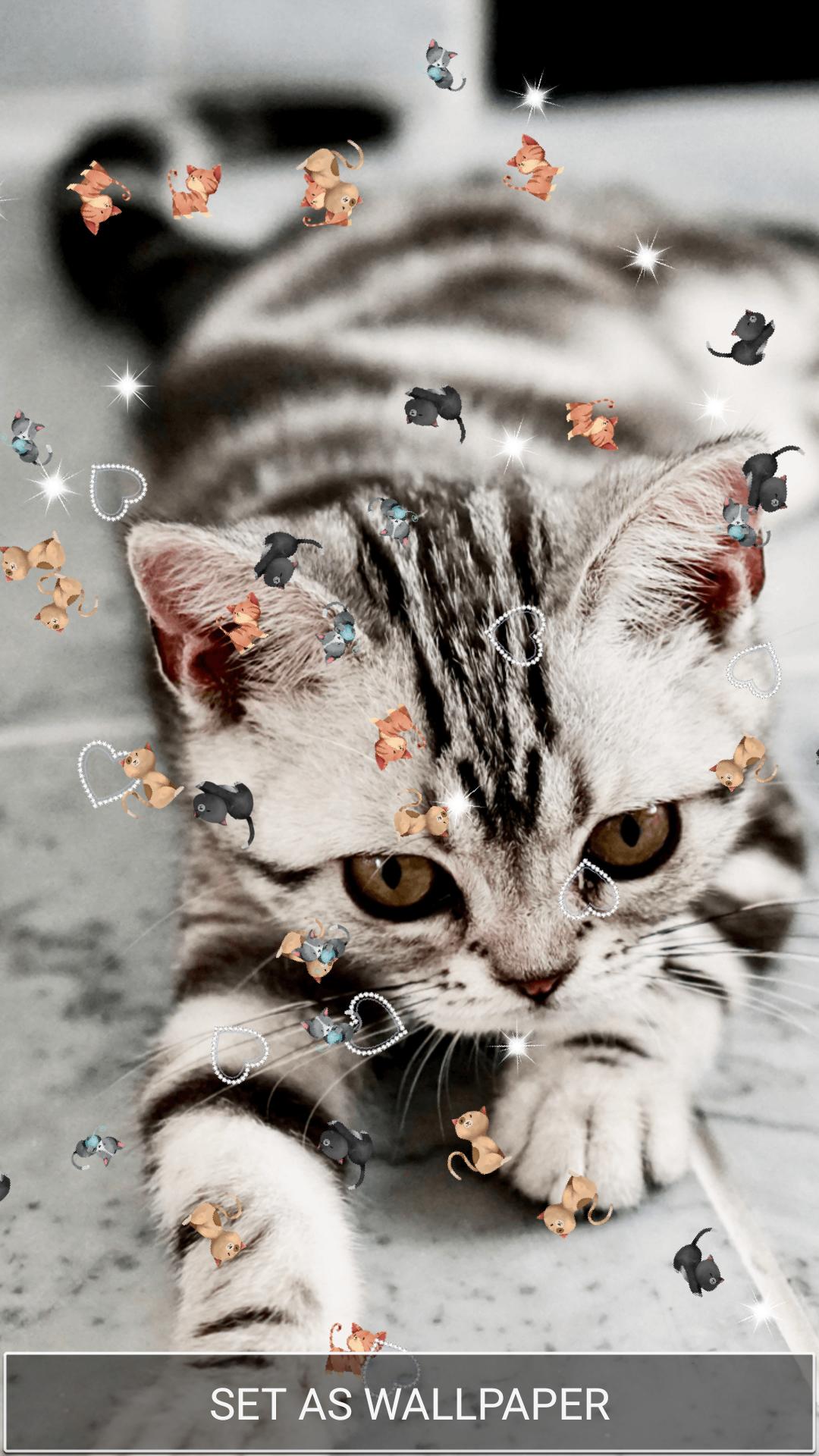 Süße Katzen Live Hintergründe App APK für Android herunterladen