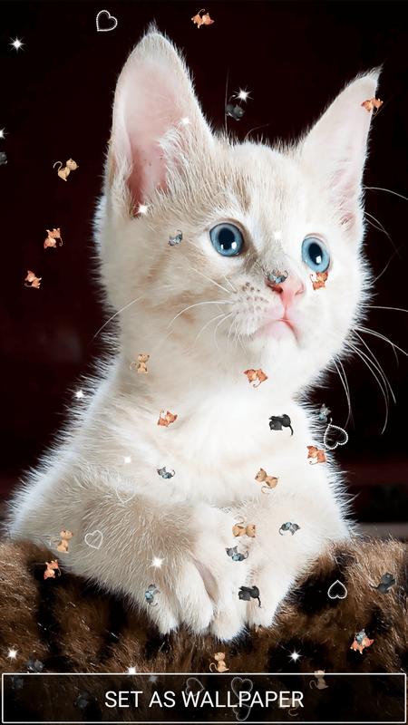 Cute Cats Live Wallpaper App For Android Apk Download