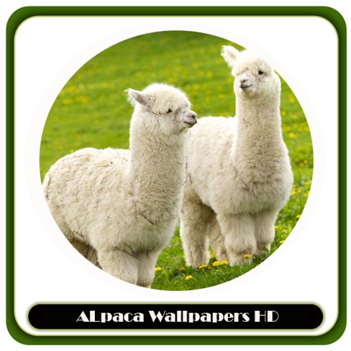 ALpaca Wallpapers HD+ für Android - APK herunterladen