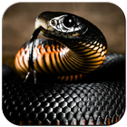 Snake Slider Screen Lock icon