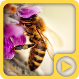 Bee on a Pink Flower HD LWP