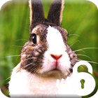 Hare Rabbit HD Lock आइकन