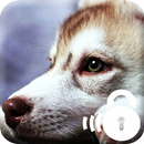 Hucky HD  Lock APK