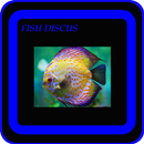 Очаровательная рыба Discus APK