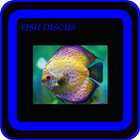 Adorable Discus Fish icône