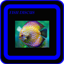 APK Adorable Discus Fish