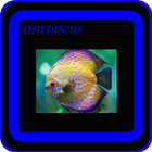 Adorable Discus Fish icono