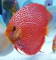 Adorable Discus Fish Poster