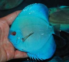 Adorable Discus Fish capture d'écran 1