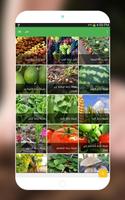زراعة الخضروات-الزراعة المنزلية‎ Affiche