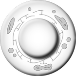 Leukocyte