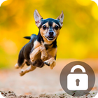 آیکون‌ Cute Chihuahua Husky Dog Puppy Screen Lock