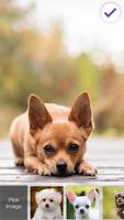 Cute Chihuahua Husky Dog Puppy Screen Lock ảnh chụp màn hình 1