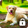 Cute Dogs Labrador HD Lock Screen Pin