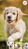 Cute Dogs Labrador HD Lock Screen Pin 스크린샷 2