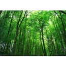 Relaxing Forest APK
