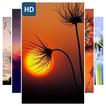 Amazing Dandelion Wallpaper