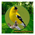 Song American Goldfinch Mp3 Zeichen