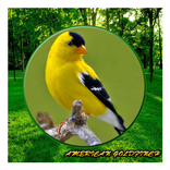 Song American Goldfinch Mp3