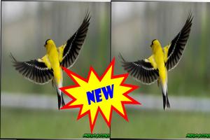 3 Schermata Song American Goldfinch Mp3